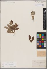 Foto von Salix aurita L. x Salix lapponum L.